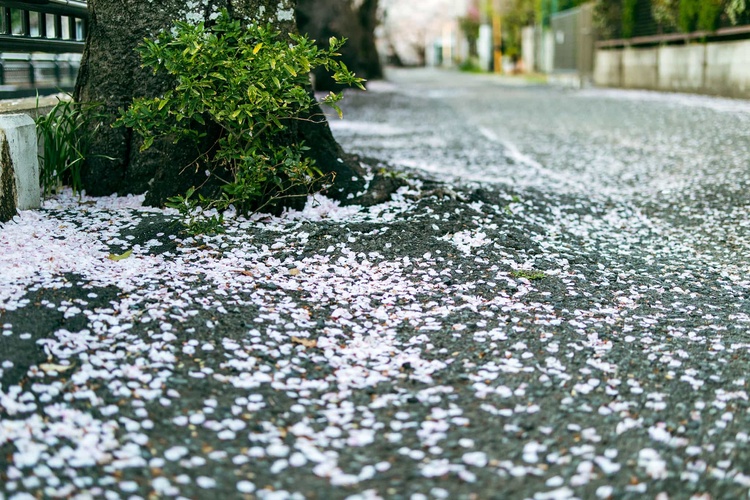 20220401-img_9381_sqsh50