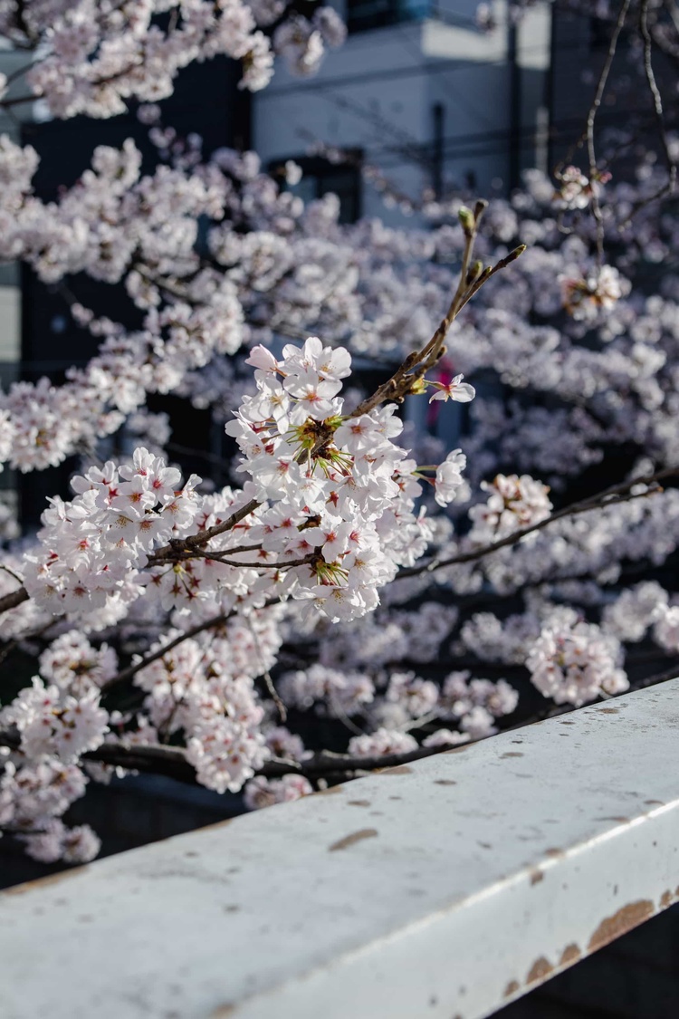 20220328-img_9238_sqsh50