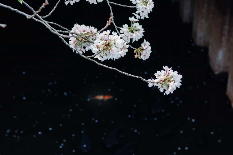 20220331-img_9327_sqsh50