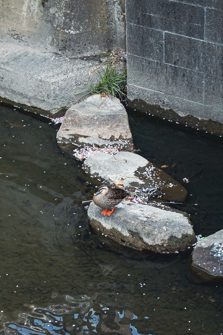 20220331-img_9338_sqsh50