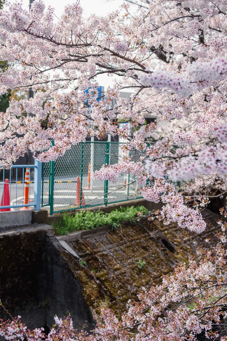 20220331-img_9366_sqsh50